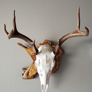 Meet your Posher, Steve